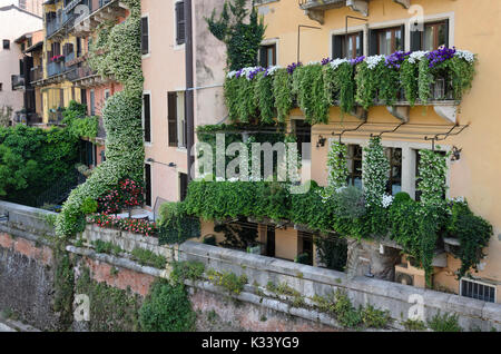 Balkone mit star Jasmin (trachelospermum) und Pelargonien (Pelargonium