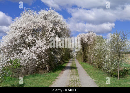 Mirabellen (Prunus domestica subsp Syriaca) Stockfoto