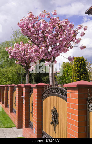 Orientalische Kirsche (prunus Serrulata) Stockfoto