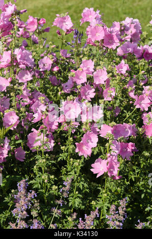 Mehr moschus Malve (Malva alcea 'Fastigiata') Stockfoto