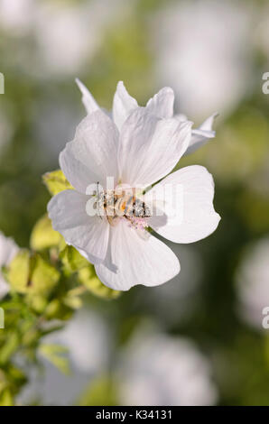 Moschus Malve (Malva moschata 'Appleblossom') und BIENE (APIS) Stockfoto