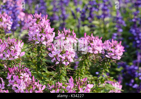 Spider Blume (tarenaya hassleriana eñorita rosalita' syn.cleome hassleriana eñorita rosalita') Stockfoto