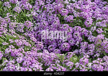 Süße alyssum (lobularia maritima 'violettkönigin' syn. lobularia maritima 'violet Queen') Stockfoto