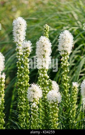 Dichten Blazing Star (Liatris spicata 'Floristan weiß') Stockfoto