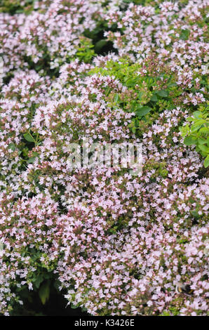 Oregano (Origanum laevigatum 'Herrenhausen') Stockfoto