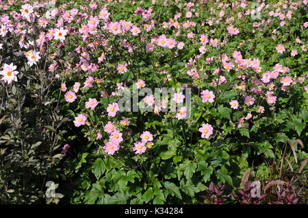 Japanische Anemone (Anemone hupehensis var. japonica) Stockfoto