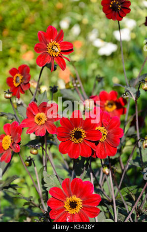 Dahlie (Dahlia Bischof von Auckland) Stockfoto