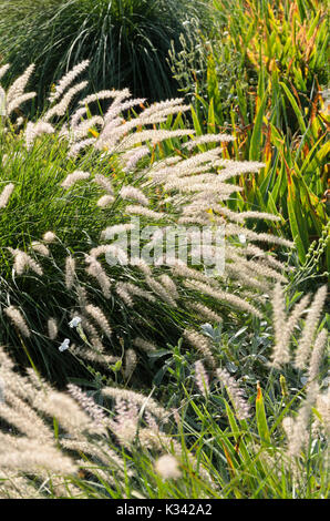 Zwerg Brunnen Gras (Pennisetum alopecuroides) Stockfoto