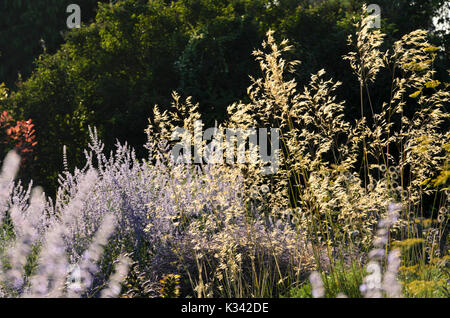 Riesige Feder Gras (stipa gigantea) und der Russischen sage (perovskia) Stockfoto