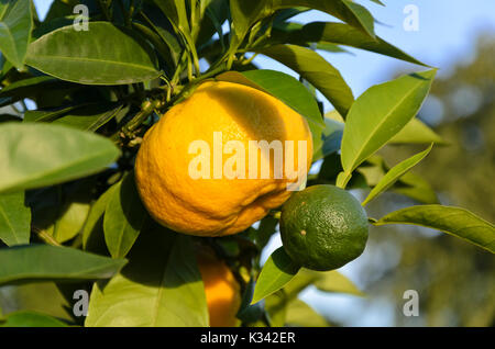 Pomeranze (Citrus aurantium 'corniculata') Stockfoto