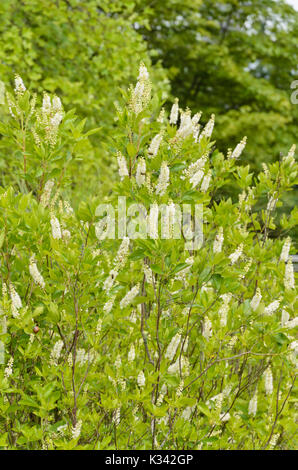 Paprika bush (clethra Alnifolia) Stockfoto