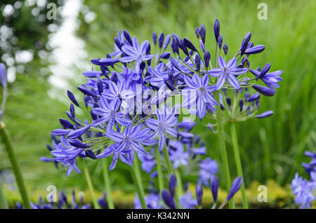 Schmucklilie (Agapanthus africanus 'Northern Star') Stockfoto