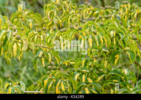 Japanischer Hartriegel (cornus kousa "Gold Star") Stockfoto