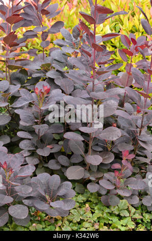 Eurasischen Smoke Tree (cotinus coggygria 'royal Purple') Stockfoto