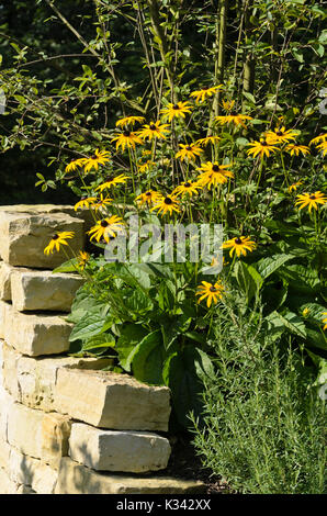 Orange kegel Blüte (Rudbeckia fulgida) Stockfoto