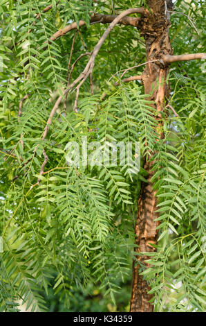 Peruanischen Pfeffer (Schinus molle) Stockfoto