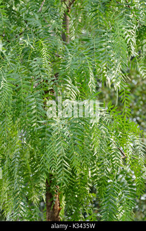 Peruanischen Pfeffer (Schinus molle) Stockfoto