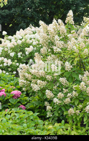 Keusch Baum (Vitex agnus-castus) Stockfoto