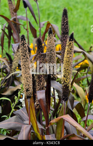 Perl millet (pennisetum glaucum 'Baron' syn. pennisetum americanum "lila Baron") Stockfoto