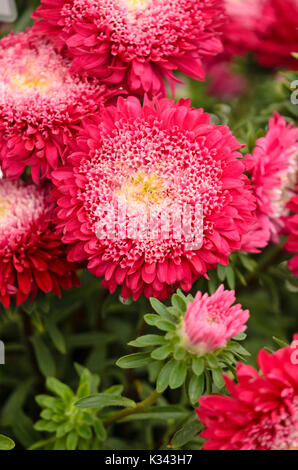 China Aster (Callistephus chinensis 'prinova dunkel rot') Stockfoto