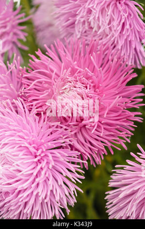 China Aster (Callistephus chinensis iam') Stockfoto