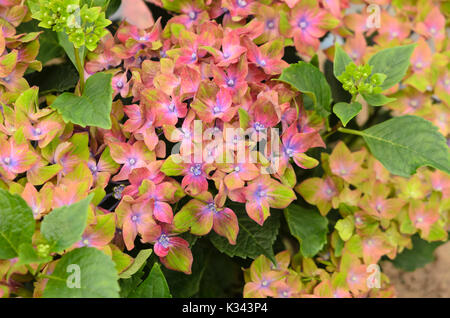 Grossblättrige Hortensie (Hydrangea macrophylla axon Schloss Wackerbarth') Stockfoto