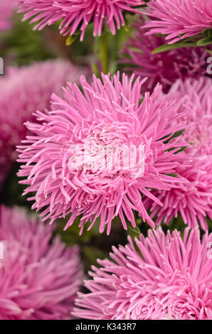 China Aster (Callistephus chinensis 'Lux') Stockfoto