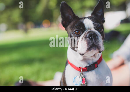 Eine schwarze und weiße Boston Terrier tragen eine rot-Kabelbaum Stockfoto