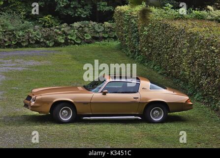 Golden Camara Berlinetta mit T-Top Stockfoto