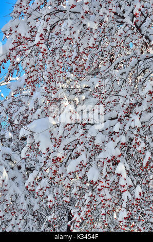 Weihnachtsschmuck winter natur - schneebedeckten Zweigen der wilden Apfel Baum mit roten Früchten close-up auf einem hellen sonnigen blauen Himmel Hintergrund-ama Stockfoto