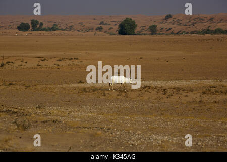 Einsame arabischen Orxy in der Wüste Stockfoto