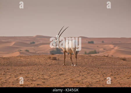 Einsame arabischen Orxy in der Wüste Stockfoto