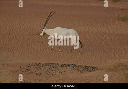 Einsame arabischen Orxy in der Wüste Stockfoto