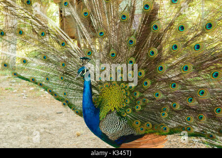 Schöne Pfau Portrait, männlichen Pfau seine Schwanzfedern anzeigen Stockfoto