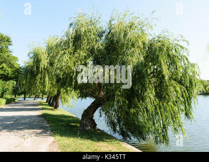 Große Willow Tree schiefen über Wasser See Stockfoto