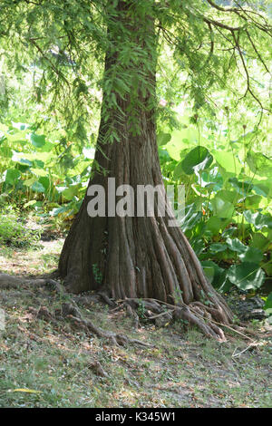 Distichum Taxodium distichum Baumstamm mit grüner Vegetation Hintergrund Stockfoto