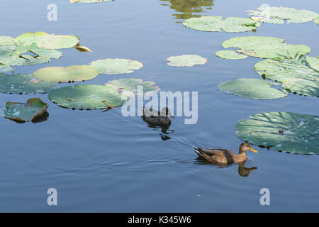 Zwei Enten schwimmen auf dem See zwischen Seerosen Blätter Stockfoto