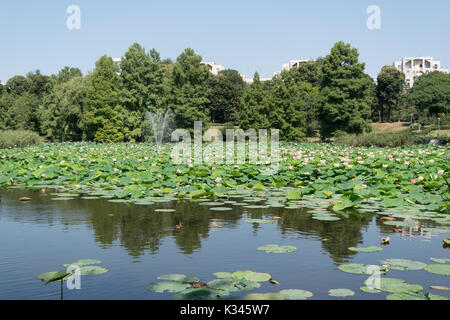 Lacul Tei-Park in Bukarest. See voller Seerosen blühen Stockfoto