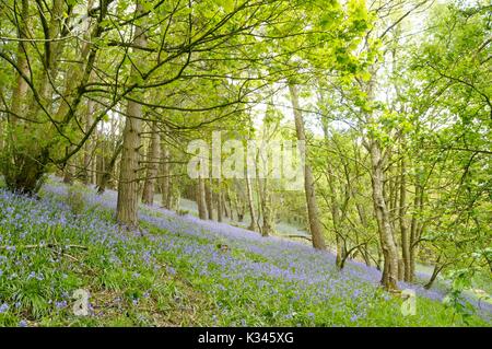 Glockenblumen Stockfoto