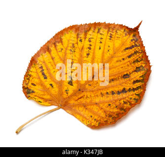 Getrocknete Herbst tilia Blatt auf weißem Hintergrund Stockfoto