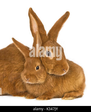 Fauve de Bourgogne Hauskaninchen und seine jungen Kaninchen zusammengerollt unter dem Hals. Stockfoto