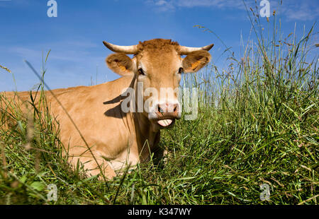 Limousin Liegende Kuh auf Gras, seine Zunge heraus haften. Wiederkäuend Kuh Stockfoto