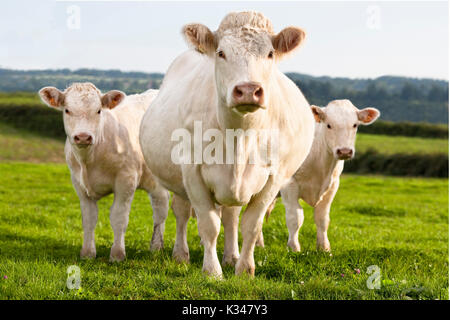 Charolais Kuh und zwei Kälber stehend neben im Gras. Stockfoto