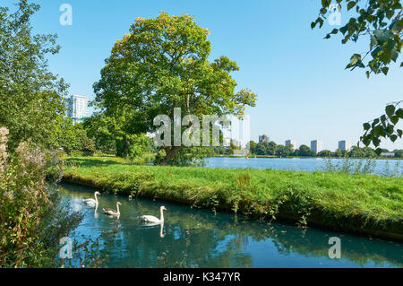 Die New River mit Schwänen an Woodberry Feuchtgebiete Nature Reserve, Stoke Newington North London UK Stockfoto