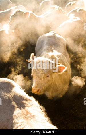 Mast von Charolais junge Stiere in einer Stallung. Hintergrundbeleuchtung Schuß in den frühen Morgen, Nebel und Atem von Jungbullen Stockfoto