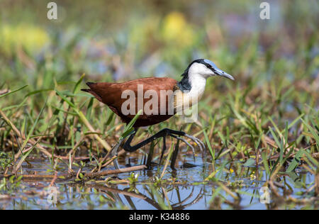 African jacana (Actophilornis africanus) Futter für Insekten in einem Feuchtgebiet Stockfoto