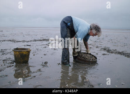 Cockle Gathering Fishing Gower Peninsula, Loughor Estuary, Wales, Großbritannien. Mrs. Lina Jones, Ehefrau von Selwyn Jones, Gründer von Selwyns Penclawdd Seafoods, die bei Ebbe Kerzen ernten. Die Ernte von Kerzen geht bis in die römische Zeit zurück. Etwa im Juni 1997 1990, HOMER SYKES Stockfoto