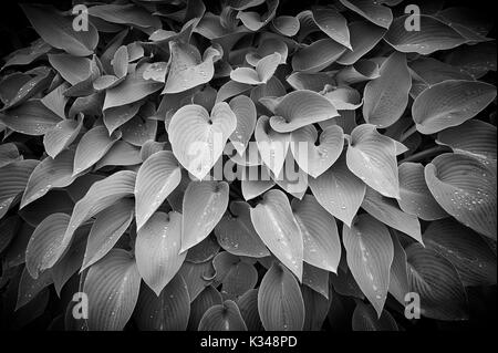 Hosta siebolldiana mit Regentropfen auf den Blättern Stockfoto