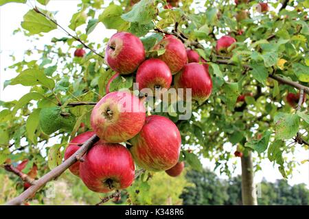 Ein Bild von einem Apfelbaum Stockfoto
