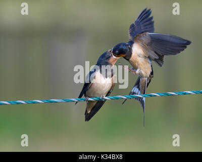 Schwalbe Hirundo rustica nach Fütterung junger auf Zaun Stockfoto